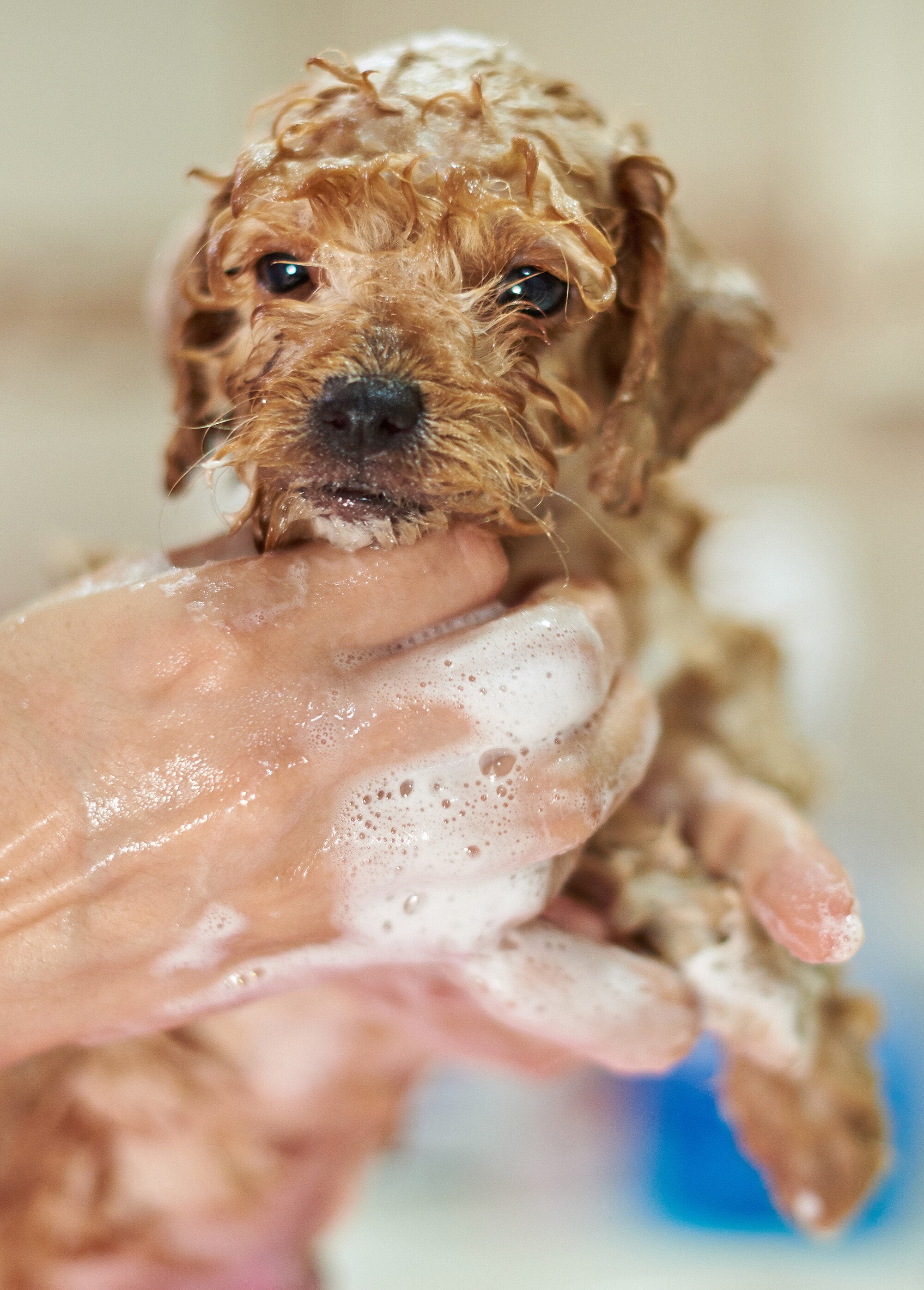Gentle_shampoo_for_puppies_White_DE1_slim
